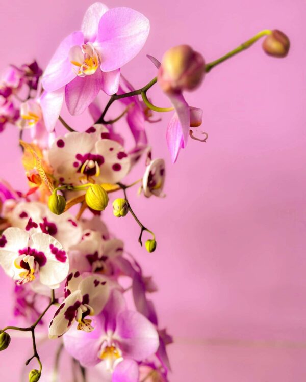 Flower arrangement with pink and white orchids