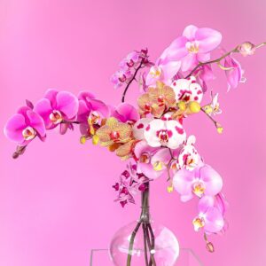 Flower arrangement with pink, magenta, yellow and white orchids