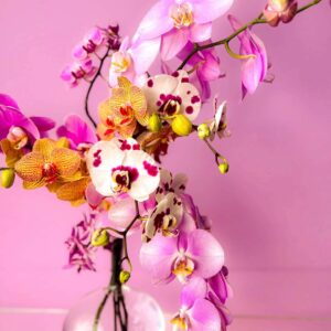 Flower arrangement with pink, white, and orange orchids