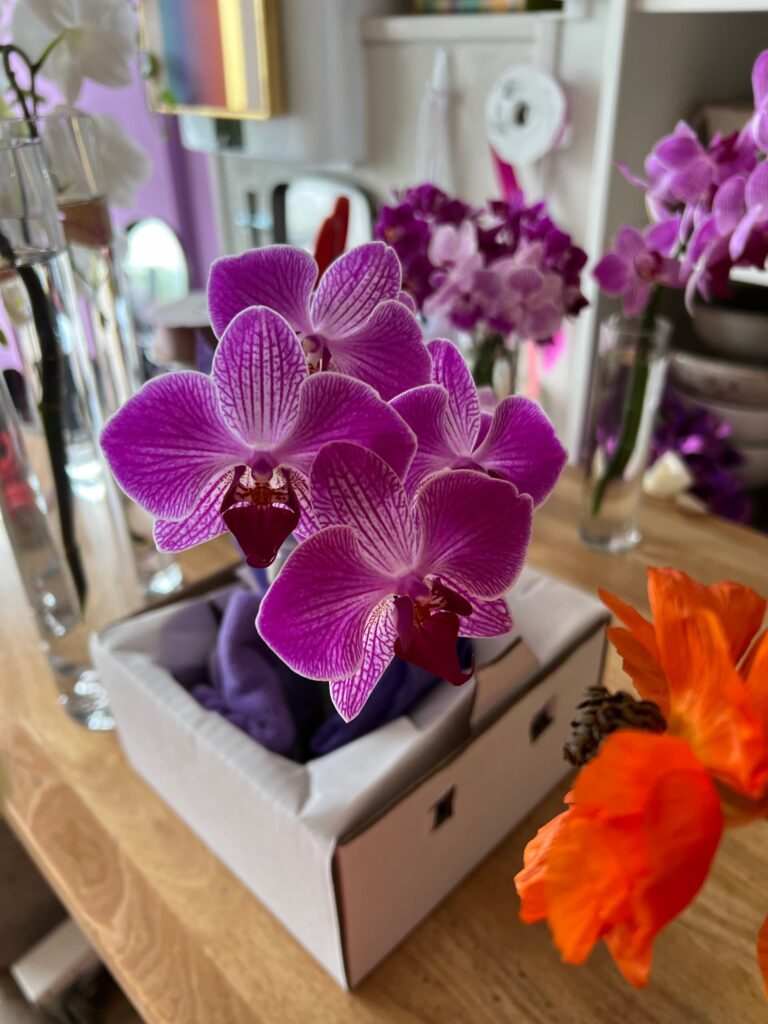 orchidbox comp